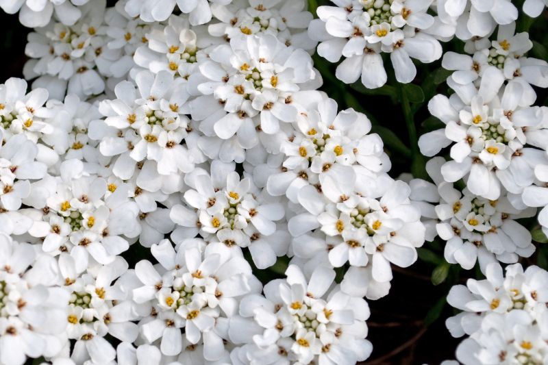 Ubiorek (Iberis). Fot. Fotolia