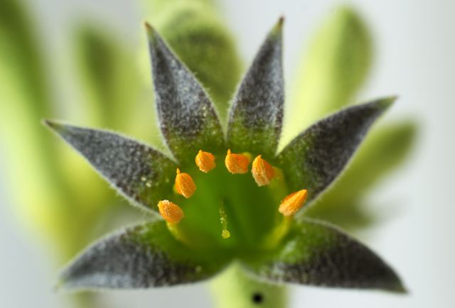 Anigozantos (Anigozanthos) Fot. Fotolia