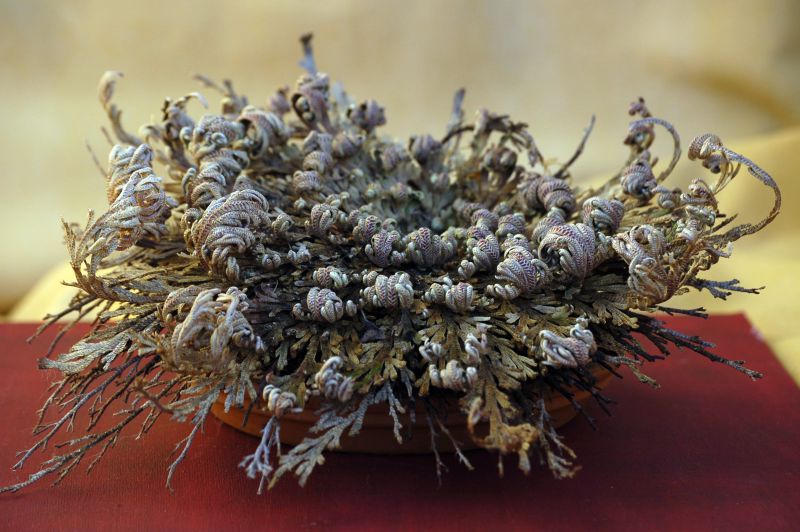 Widliczka (Selaginella).